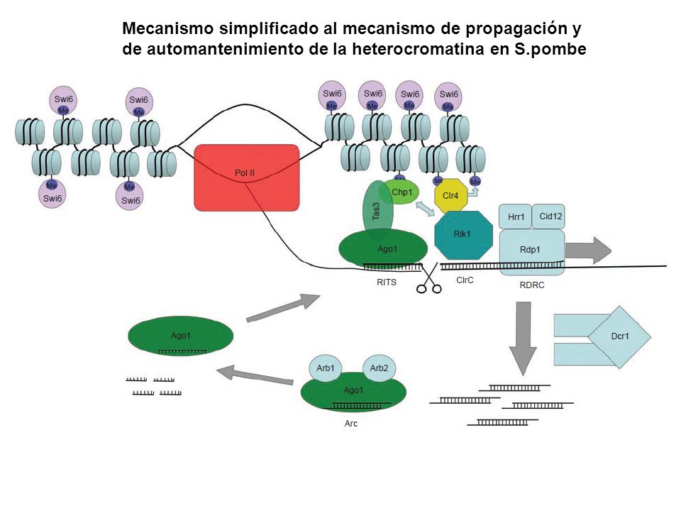 Mecanismo simplificado al mecanismo de propagación y de automantenimiento de la heterocromatina en S.pombe