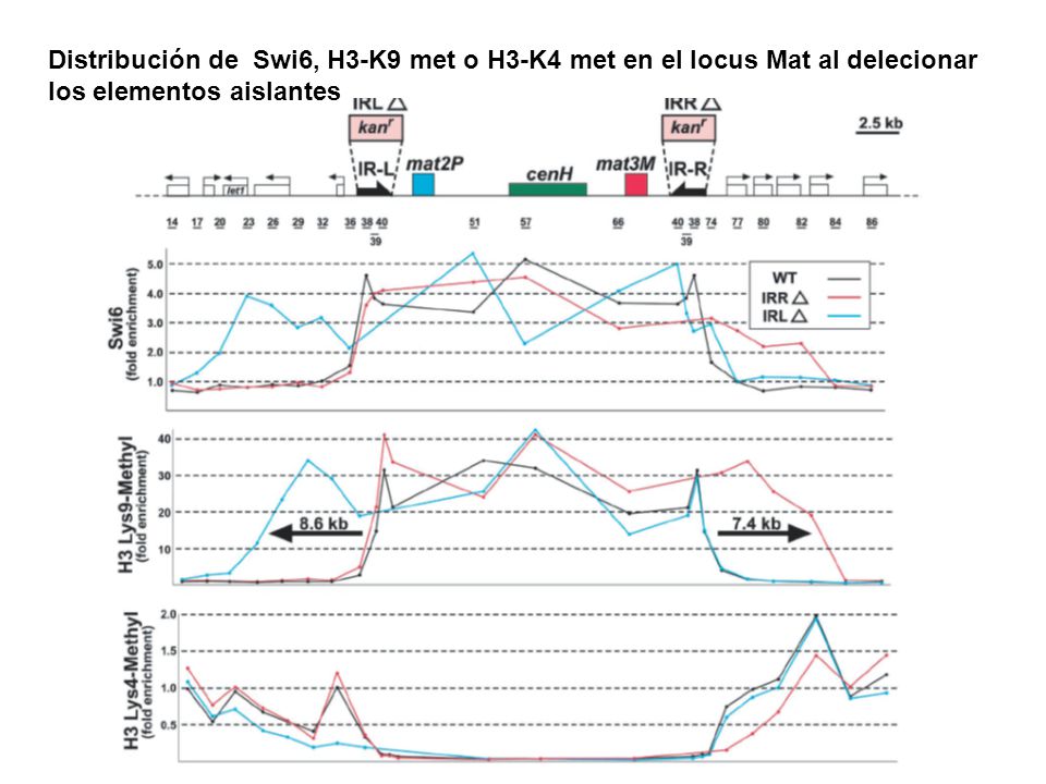 Distribución de Swi6, H3-K9 met o H3-K4 met en el locus Mat al delecionar los elementos aislantes