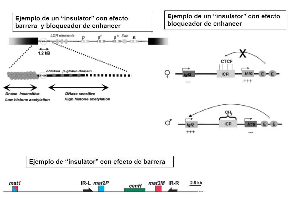Ejemplo de un insulator con efecto bloqueador de enhancer