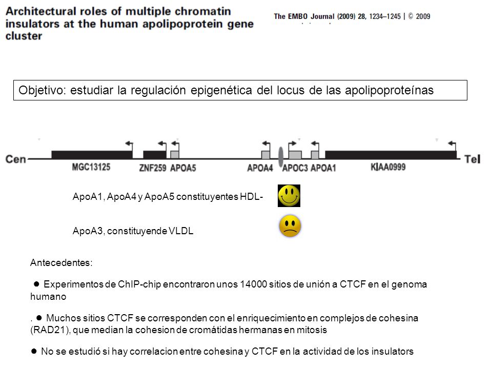 Objetivo: estudiar la regulación epigenética del locus de las apolipoproteínas