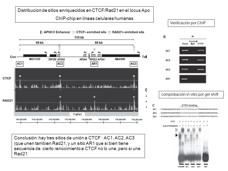 Distribucion de sitios enriquecidos en CTCF/Rad21 en el locus Apo