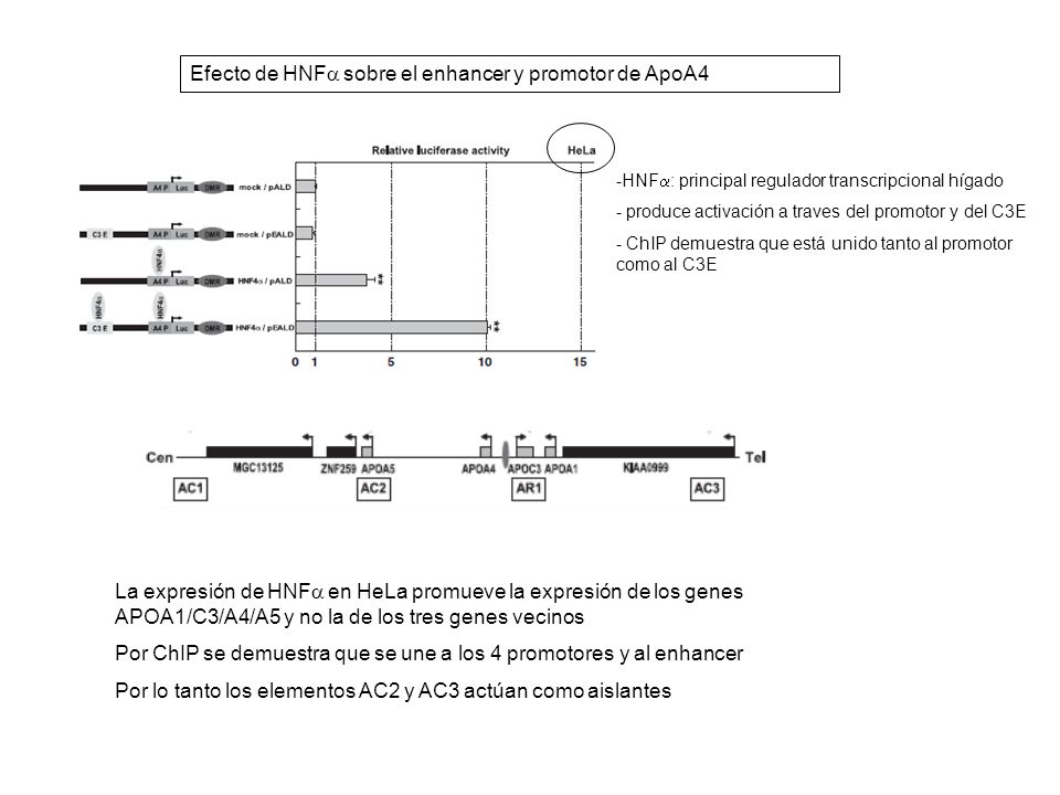 Efecto de HNFa sobre el enhancer y promotor de ApoA4