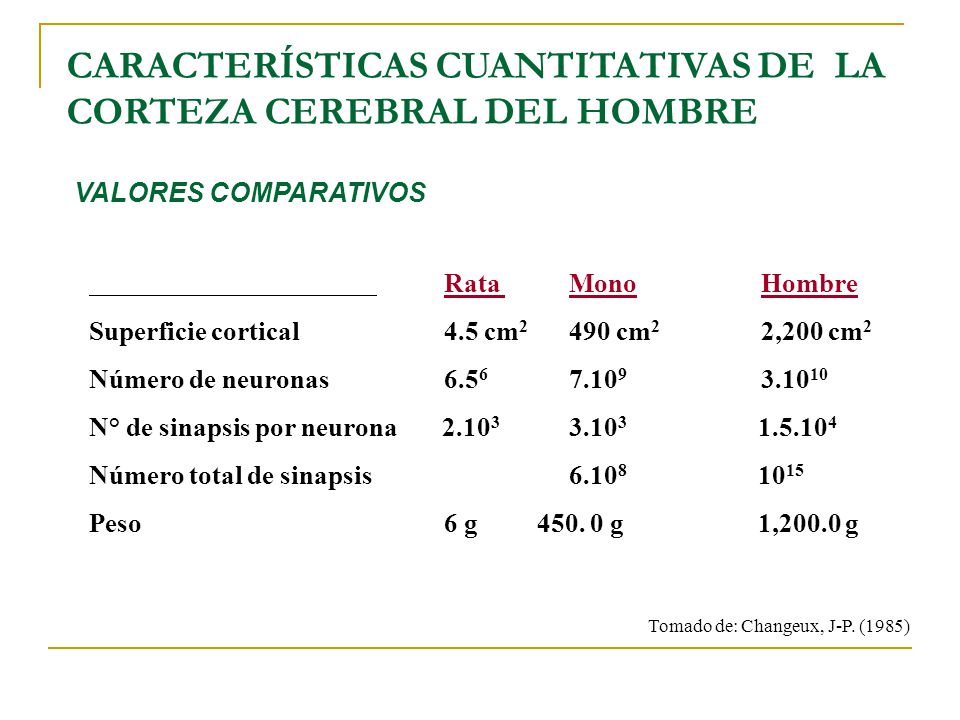 CARACTERÍSTICAS CUANTITATIVAS DE LA CORTEZA CEREBRAL DEL HOMBRE
