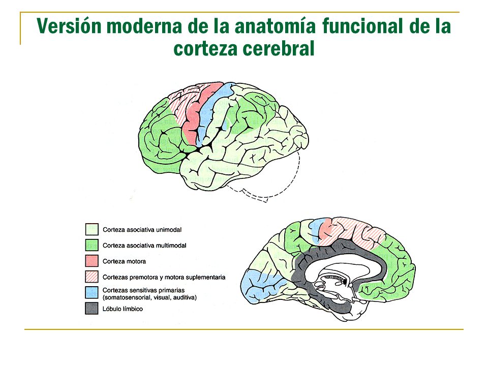 Versión moderna de la anatomía funcional de la corteza cerebral