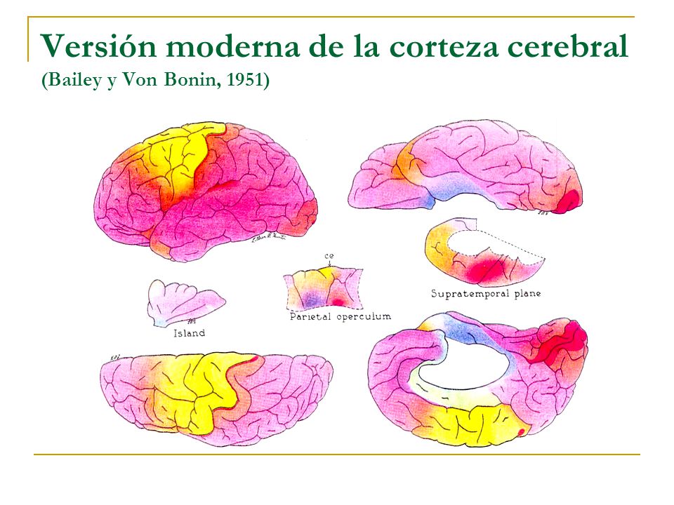 Versión moderna de la corteza cerebral (Bailey y Von Bonin, 1951)