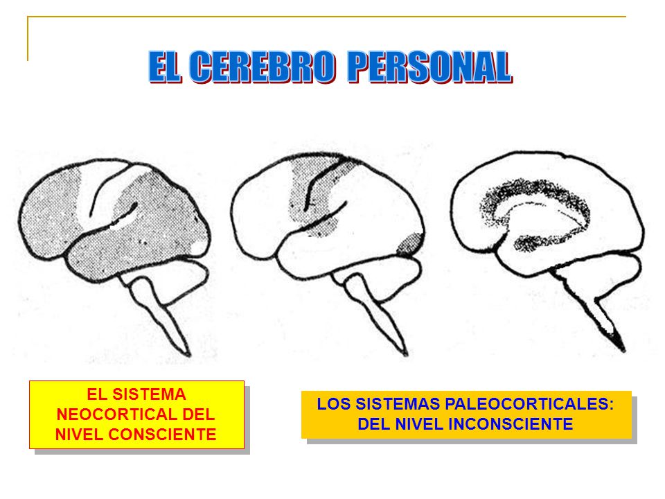 EL CEREBRO PERSONAL EL SISTEMA NEOCORTICAL DEL NIVEL CONSCIENTE