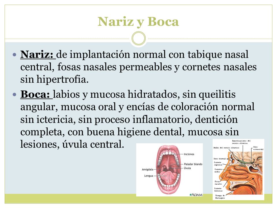 Nariz y Boca Nariz: de implantación normal con tabique nasal central, fosas nasales permeables y cornetes nasales sin hipertrofia.