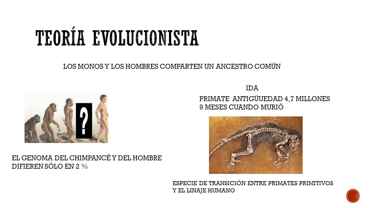 TEORÍA EVOLUCIONISTA LOS MONOS Y LOS HOMBRES COMPARTEN UN ANCESTRO COMÚN. IDA. PRIMATE ANTIGÜUEDAD 4,7 MILLONES.