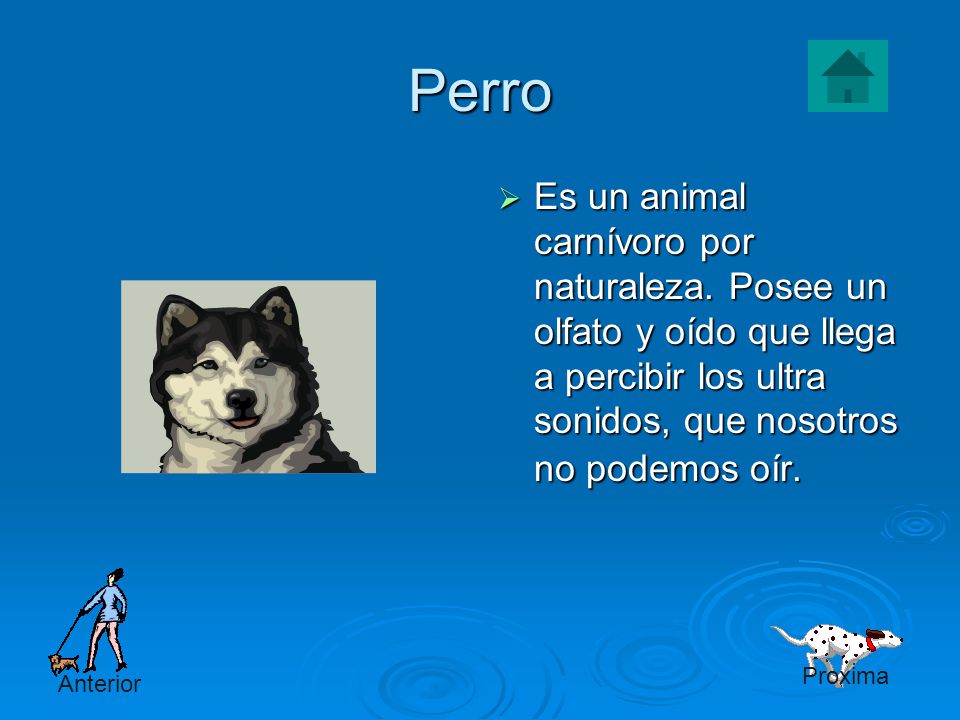 Perro Es un animal carnívoro por naturaleza. Posee un olfato y oído que llega a percibir los ultra sonidos, que nosotros no podemos oír.