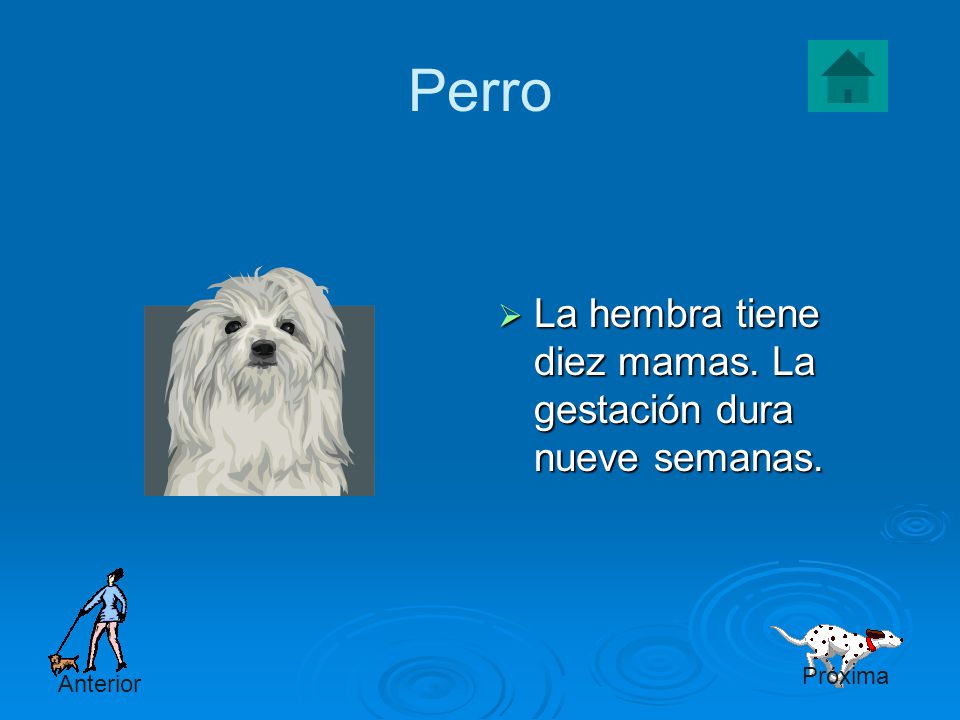 Perro La hembra tiene diez mamas. La gestación dura nueve semanas.