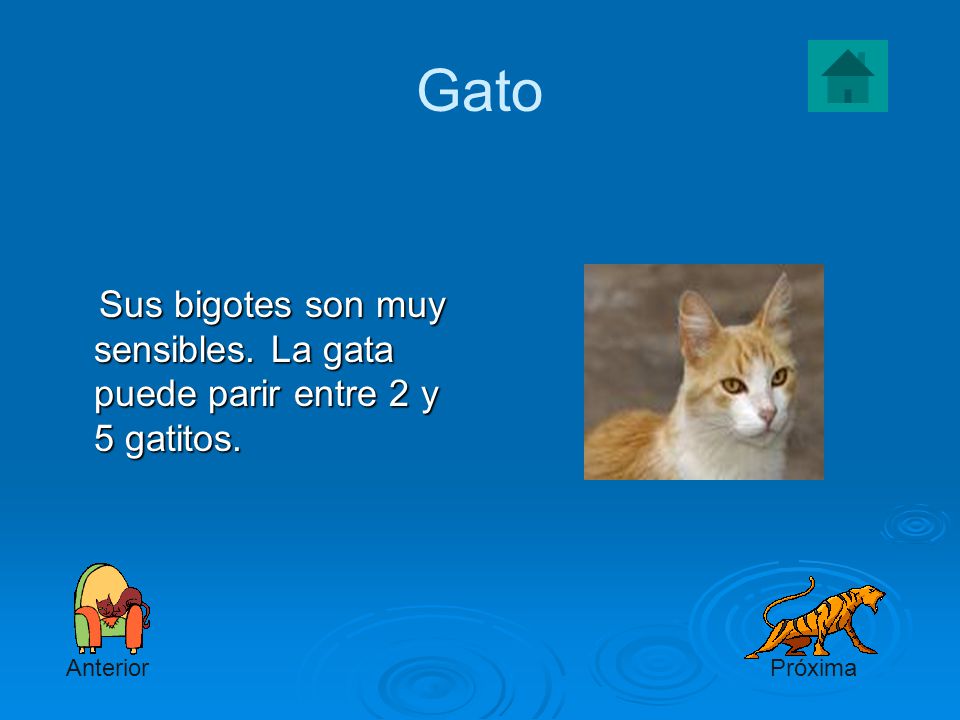 Gato Sus bigotes son muy sensibles. La gata puede parir entre 2 y 5 gatitos. Anterior Próxima