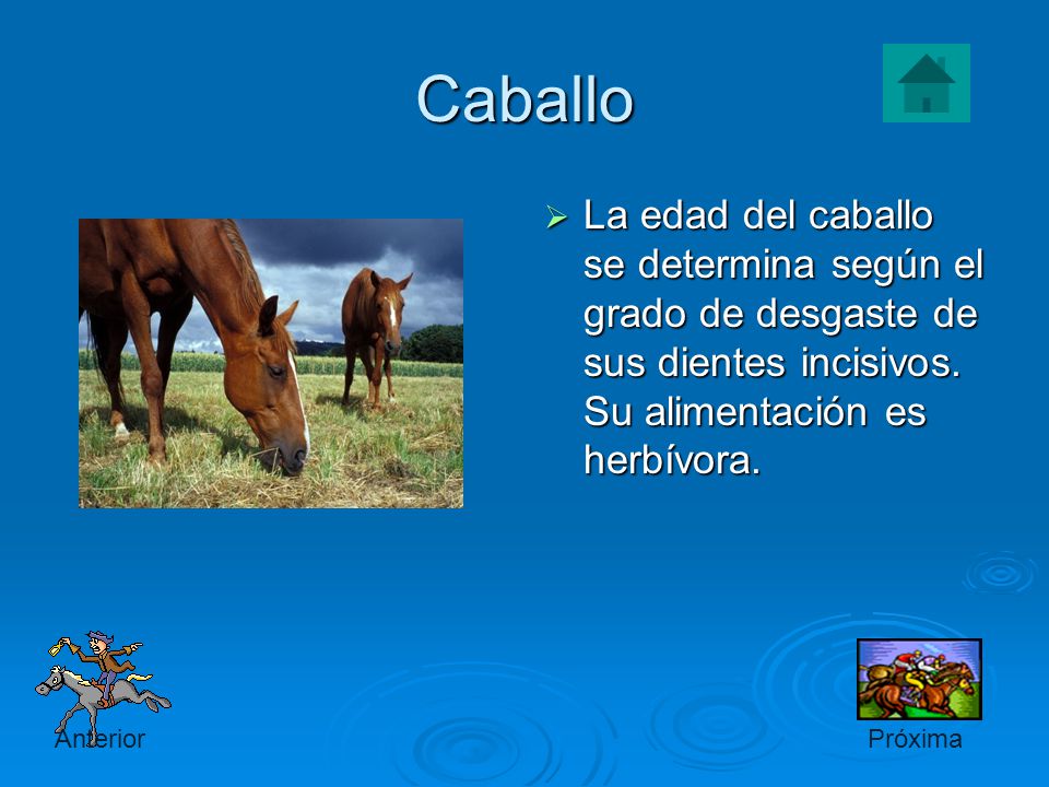 Caballo La edad del caballo se determina según el grado de desgaste de sus dientes incisivos. Su alimentación es herbívora.
