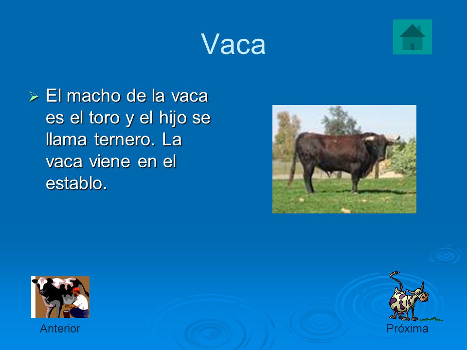 Vaca El macho de la vaca es el toro y el hijo se llama ternero. La vaca viene en el establo. Anterior.