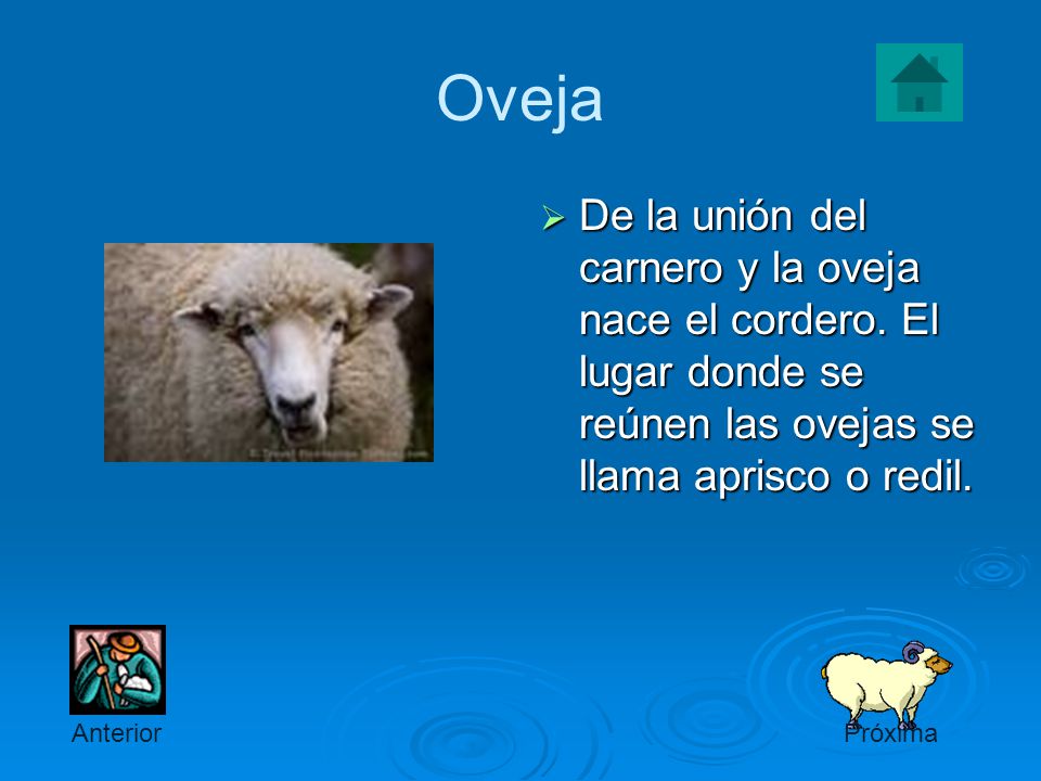 Oveja De la unión del carnero y la oveja nace el cordero. El lugar donde se reúnen las ovejas se llama aprisco o redil.