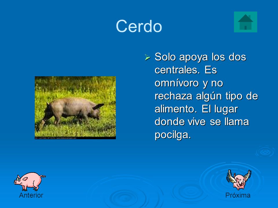 Cerdo Solo apoya los dos centrales. Es omnívoro y no rechaza algún tipo de alimento. El lugar donde vive se llama pocilga.