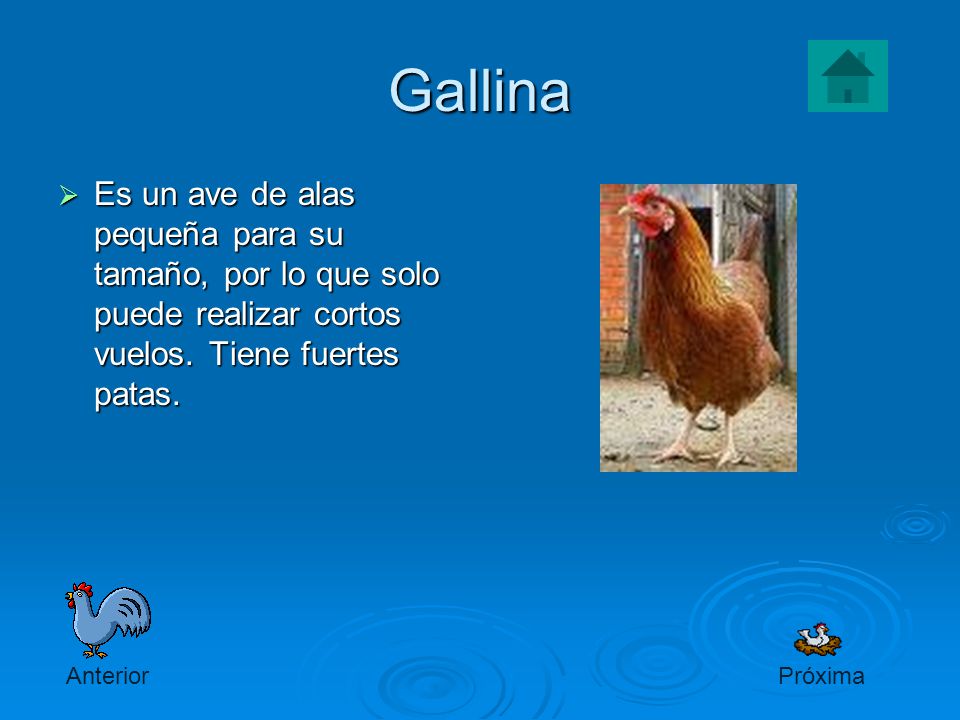 Gallina Es un ave de alas pequeña para su tamaño, por lo que solo puede realizar cortos vuelos. Tiene fuertes patas.