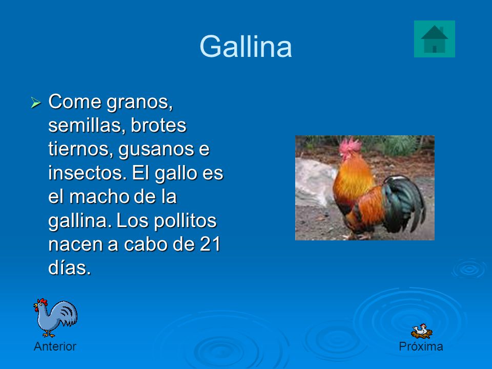 Gallina Come granos, semillas, brotes tiernos, gusanos e insectos. El gallo es el macho de la gallina. Los pollitos nacen a cabo de 21 días.