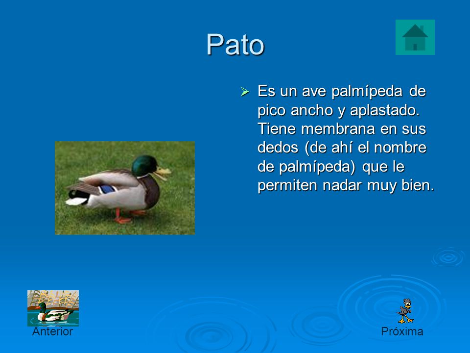 Pato Es un ave palmípeda de pico ancho y aplastado. Tiene membrana en sus dedos (de ahí el nombre de palmípeda) que le permiten nadar muy bien.