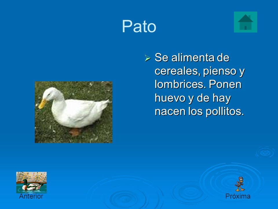 Pato Se alimenta de cereales, pienso y lombrices. Ponen huevo y de hay nacen los pollitos. Anterior.