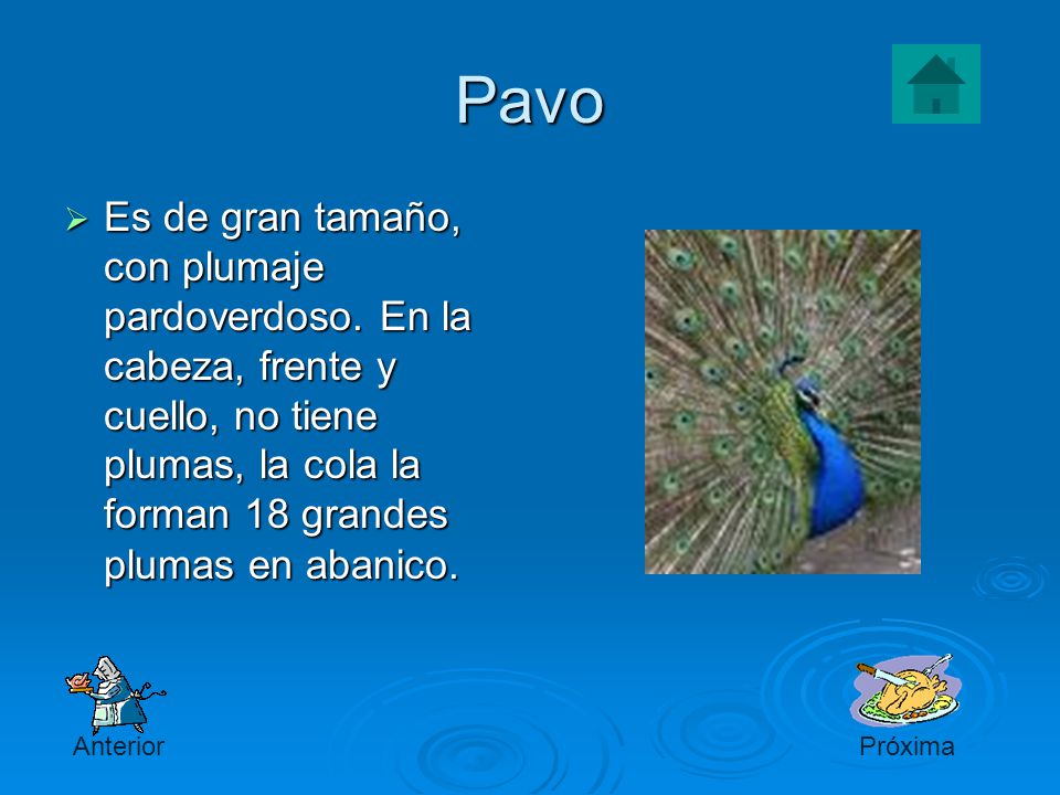 Pavo Es de gran tamaño, con plumaje pardoverdoso. En la cabeza, frente y cuello, no tiene plumas, la cola la forman 18 grandes plumas en abanico.