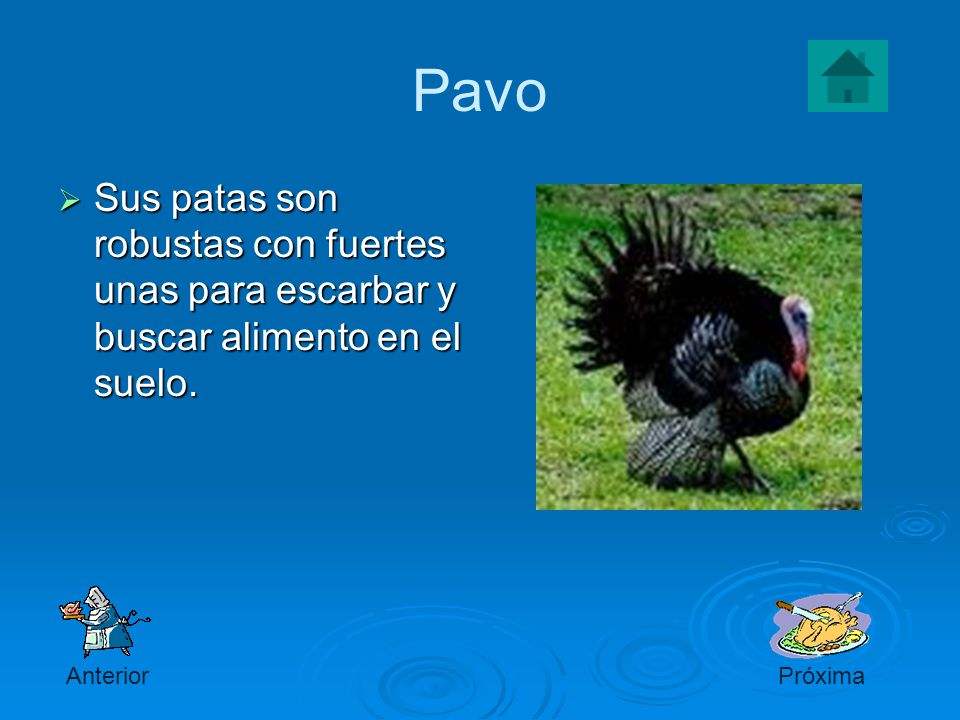 Pavo Sus patas son robustas con fuertes unas para escarbar y buscar alimento en el suelo. Anterior.