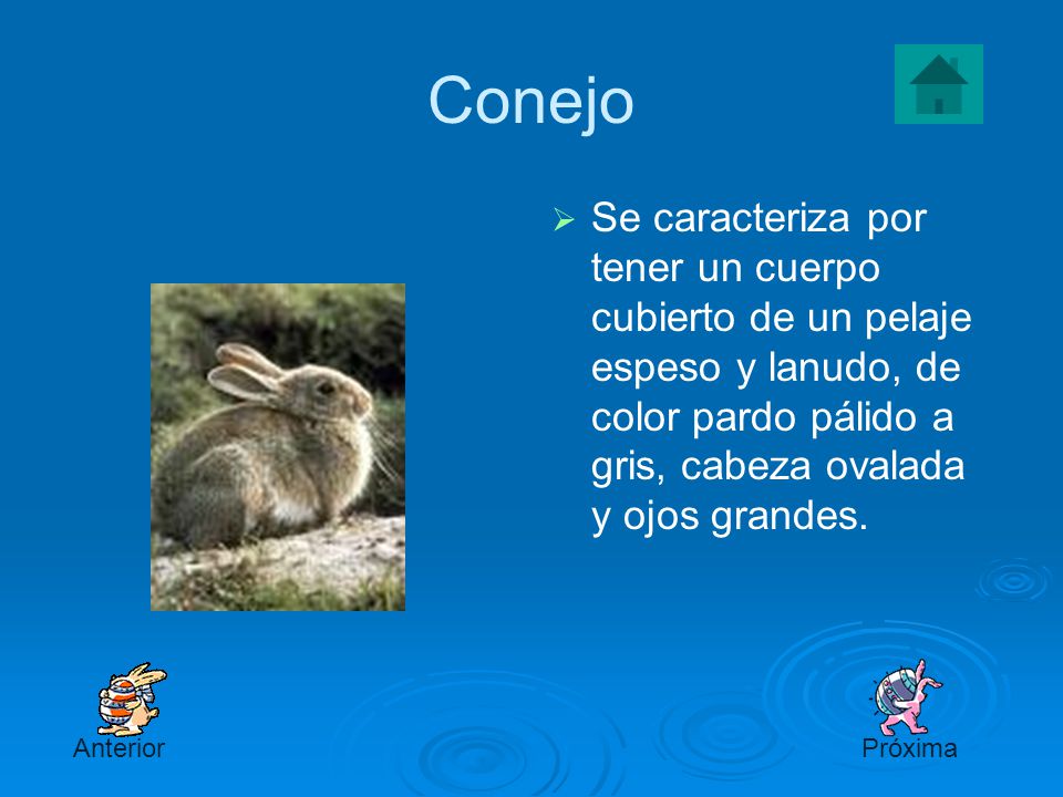 Conejo Se caracteriza por tener un cuerpo cubierto de un pelaje espeso y lanudo, de color pardo pálido a gris, cabeza ovalada y ojos grandes.