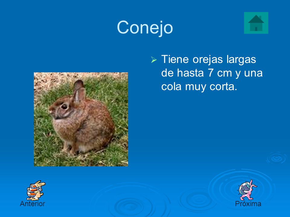 Conejo Tiene orejas largas de hasta 7 cm y una cola muy corta.