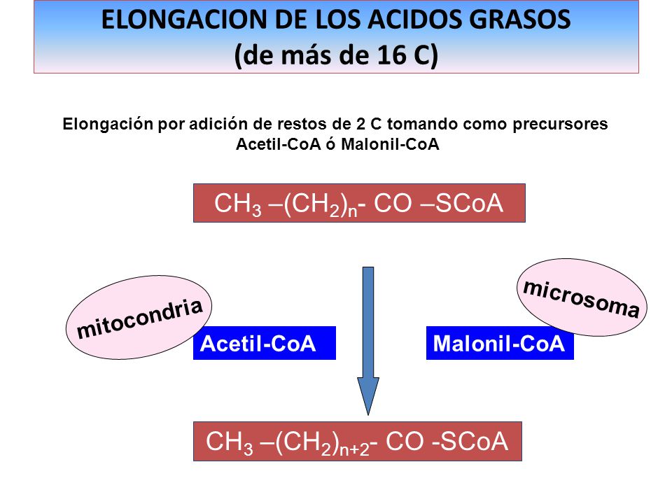 ELONGACION DE LOS ACIDOS GRASOS (de más de 16 C)