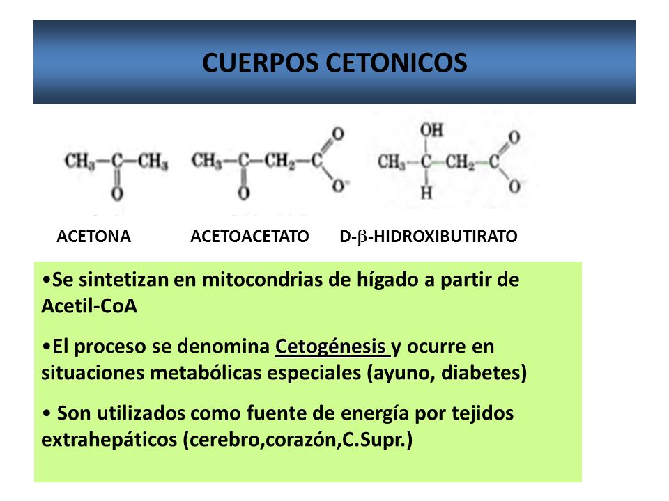CUERPOS CETONICOS ACETONA ACETOACETATO D-b-HIDROXIBUTIRATO. Se sintetizan en mitocondrias de hígado a partir de Acetil-CoA.