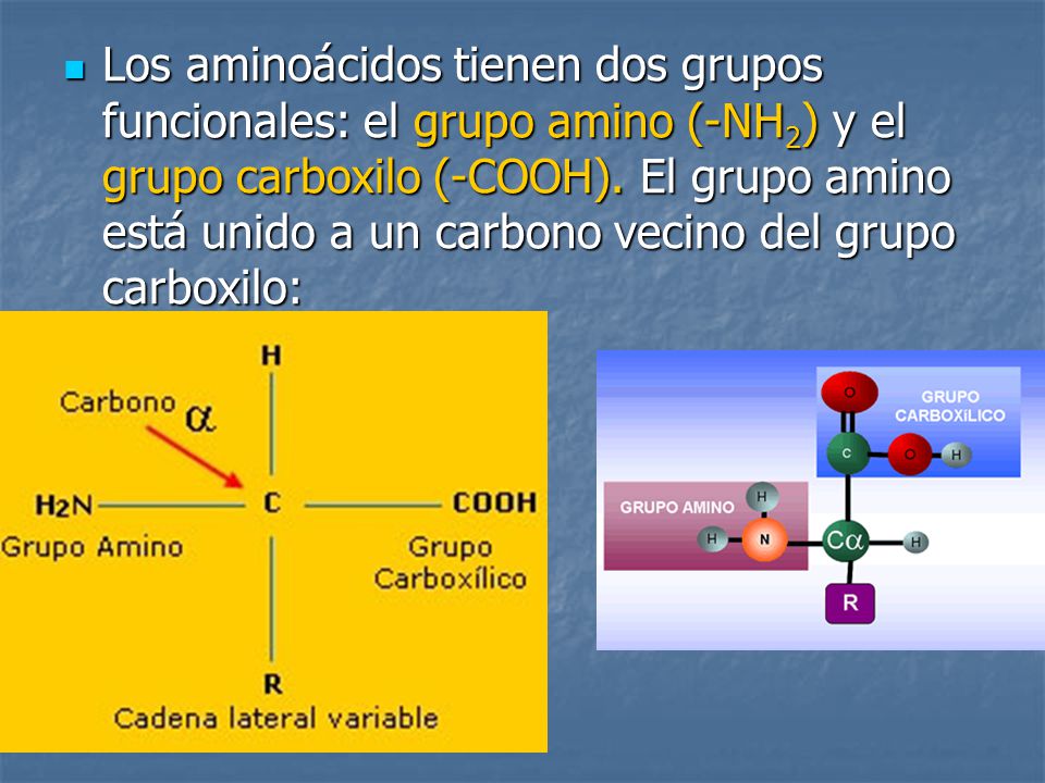 Los aminoácidos tienen dos grupos funcionales: el grupo amino (-NH2) y el grupo carboxilo (-COOH).