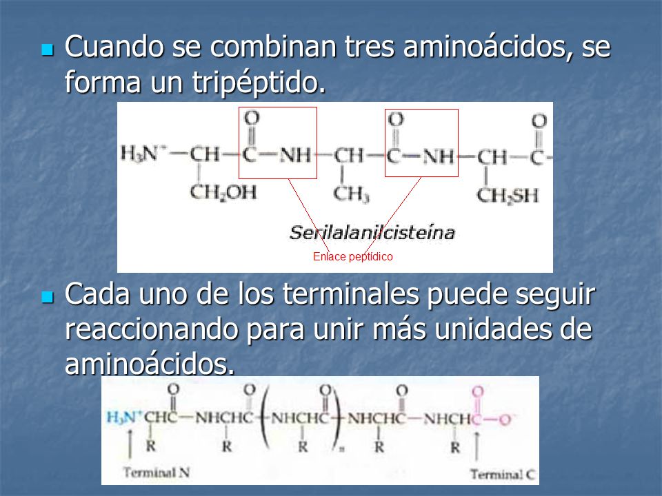 Cuando se combinan tres aminoácidos, se forma un tripéptido.