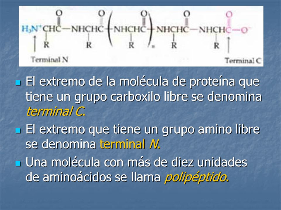 El extremo de la molécula de proteína que tiene un grupo carboxilo libre se denomina terminal C.