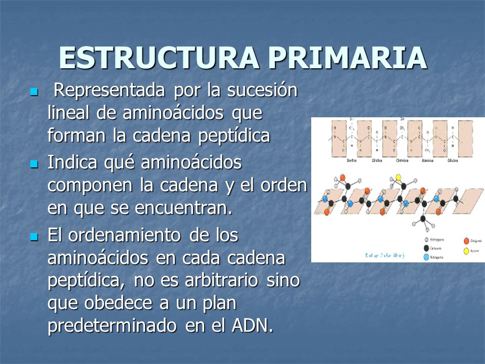 ESTRUCTURA PRIMARIA Representada por la sucesión lineal de aminoácidos que forman la cadena peptídica.