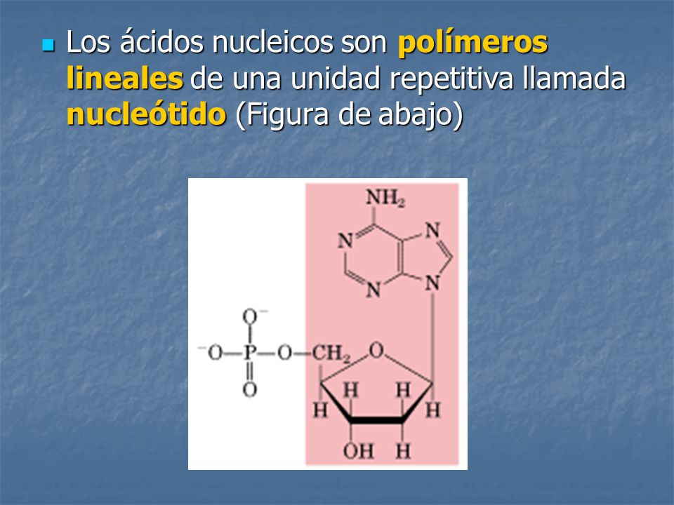 Los ácidos nucleicos son polímeros lineales de una unidad repetitiva llamada nucleótido (Figura de abajo)