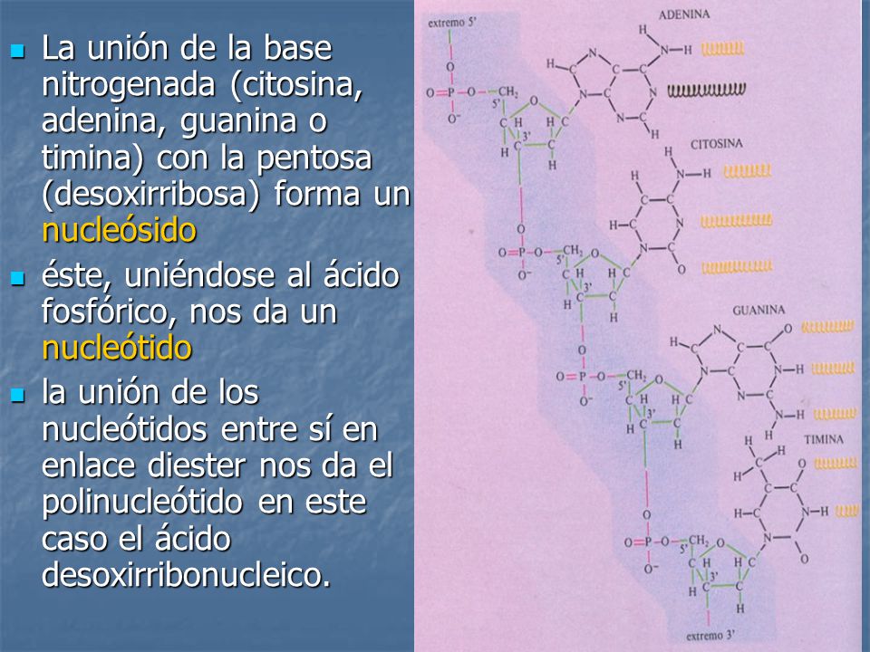 La unión de la base nitrogenada (citosina, adenina, guanina o timina) con la pentosa (desoxirribosa) forma un nucleósido