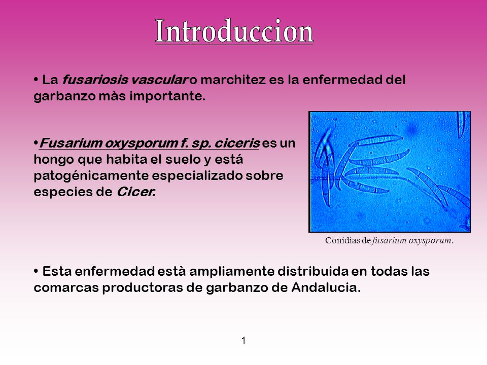 Introduccion La fusariosis vascular o marchitez es la enfermedad del garbanzo màs importante.