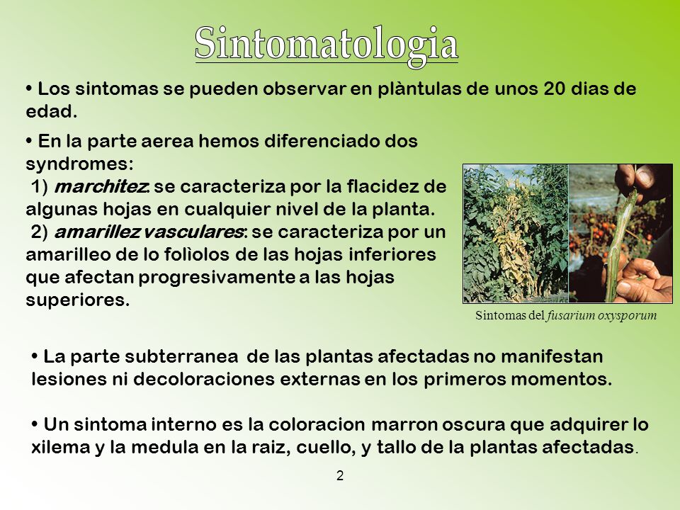 Sintomatologia Los sintomas se pueden observar en plàntulas de unos 20 dias de edad. En la parte aerea hemos diferenciado dos syndromes: