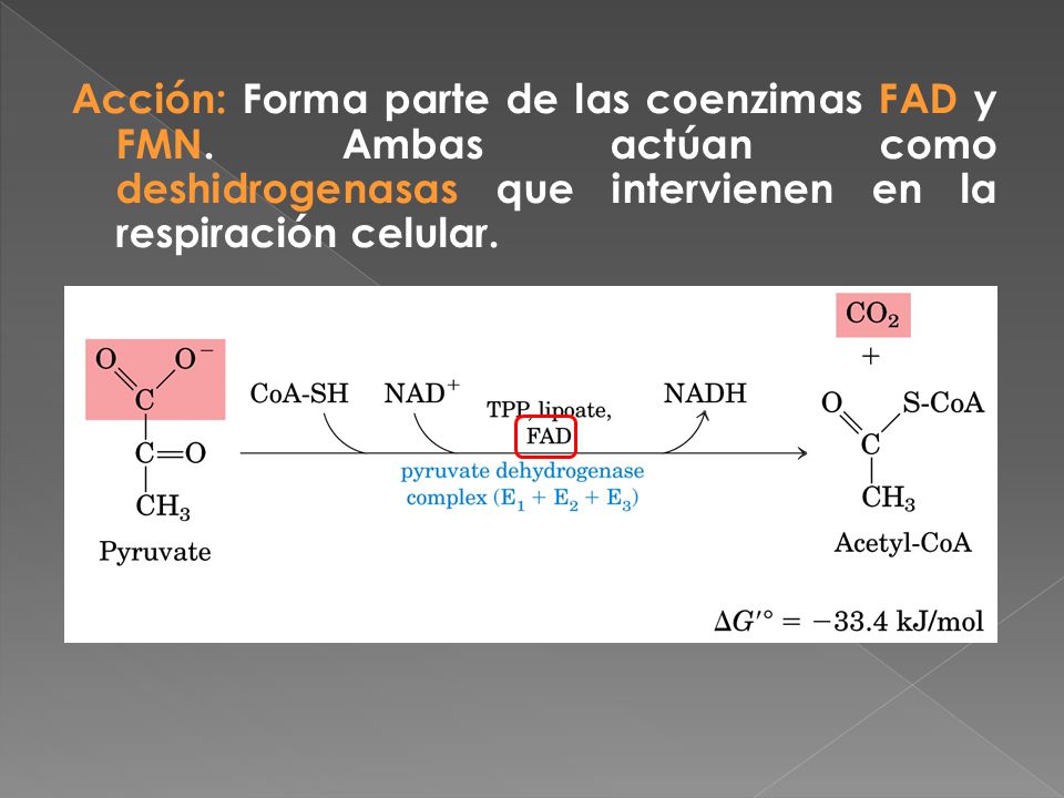 Acción: Forma parte de las coenzimas FAD y FMN