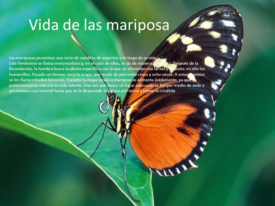 Vida de las mariposa Las mariposas presentan una serie de cambios de aspectos a lo largo de su vida.