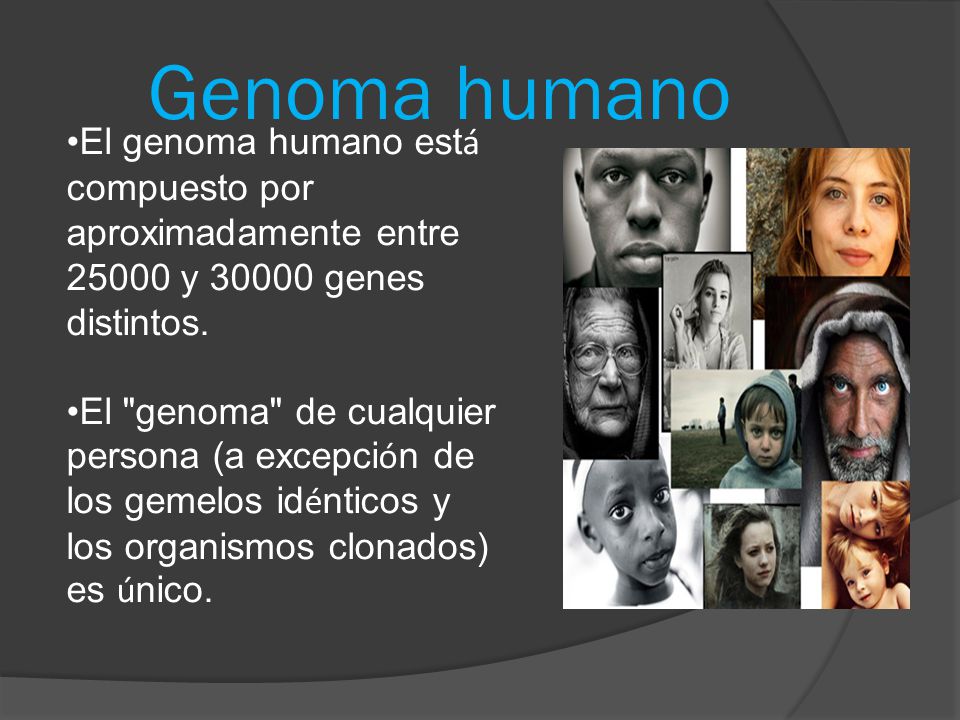 Genoma humano El genoma humano está compuesto por aproximadamente entre y genes distintos.