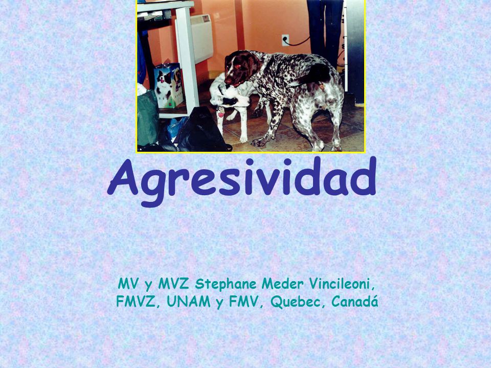MV y MVZ Stephane Meder Vincileoni, FMVZ, UNAM y FMV, Quebec, Canadá