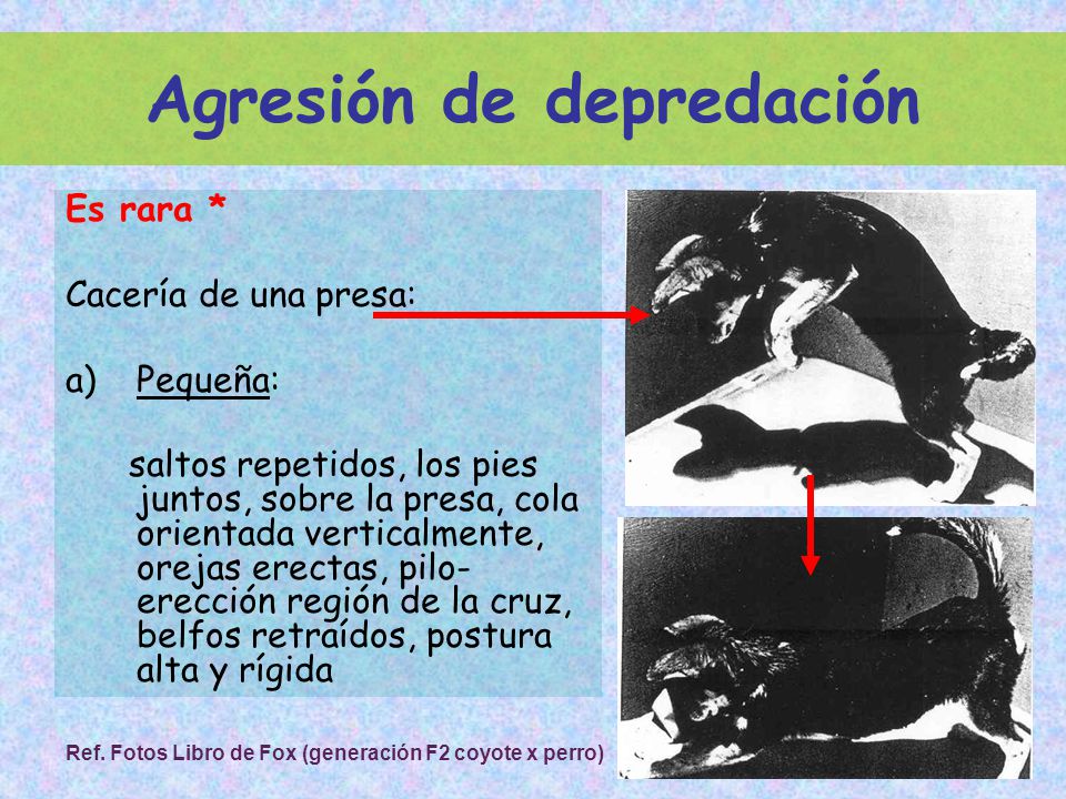 Agresión de depredación