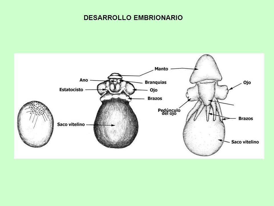 DESARROLLO EMBRIONARIO