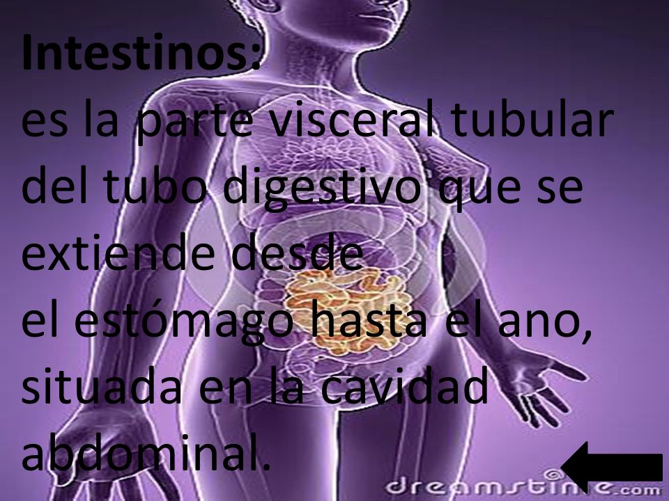 Intestinos: es la parte visceral tubular del tubo digestivo que se extiende desde el estómago hasta el ano, situada en la cavidad abdominal.
