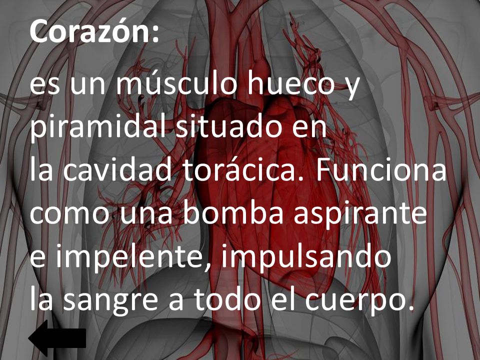 Corazón: es un músculo hueco y piramidal situado en la cavidad torácica.