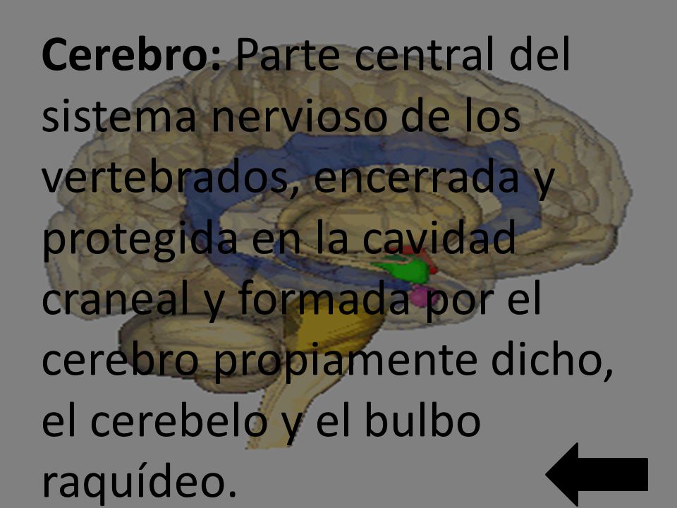 Cerebro: Parte central del sistema nervioso de los vertebrados, encerrada y protegida en la cavidad craneal y formada por el cerebro propiamente dicho, el cerebelo y el bulbo raquídeo.