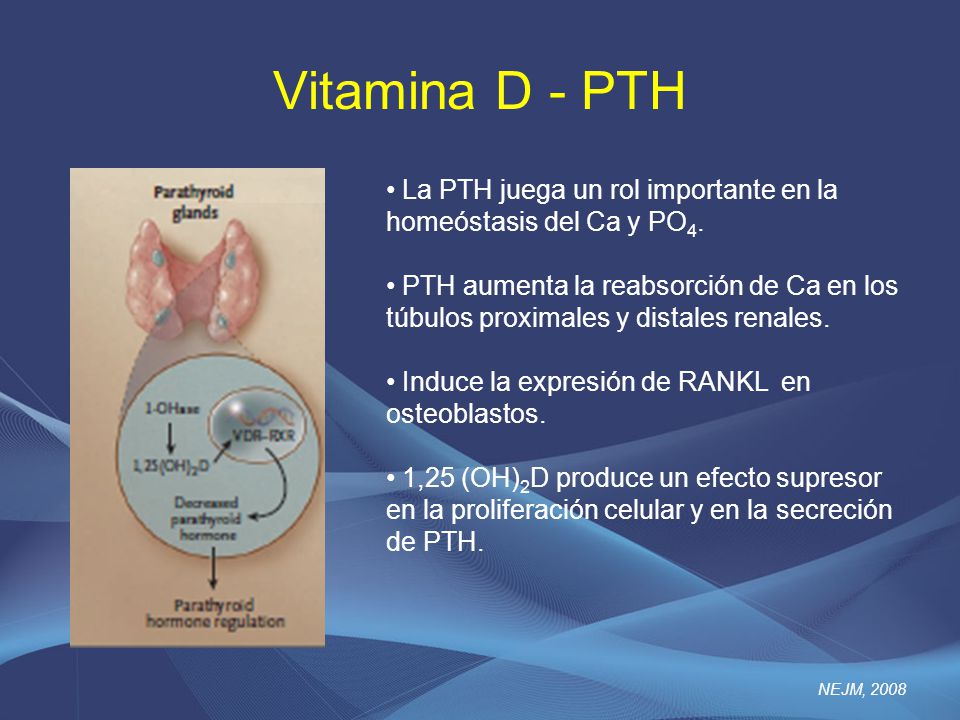 Vitamina D - PTH La PTH juega un rol importante en la homeóstasis del Ca y PO4.