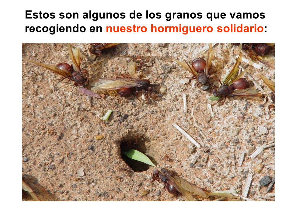 Estos son algunos de los granos que vamos recogiendo en nuestro hormiguero solidario: