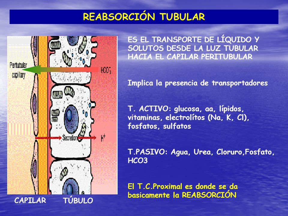 REABSORCIÓN TUBULAR ES EL TRANSPORTE DE LÍQUIDO Y SOLUTOS DESDE LA LUZ TUBULAR HACIA EL CAPILAR PERITUBULAR.