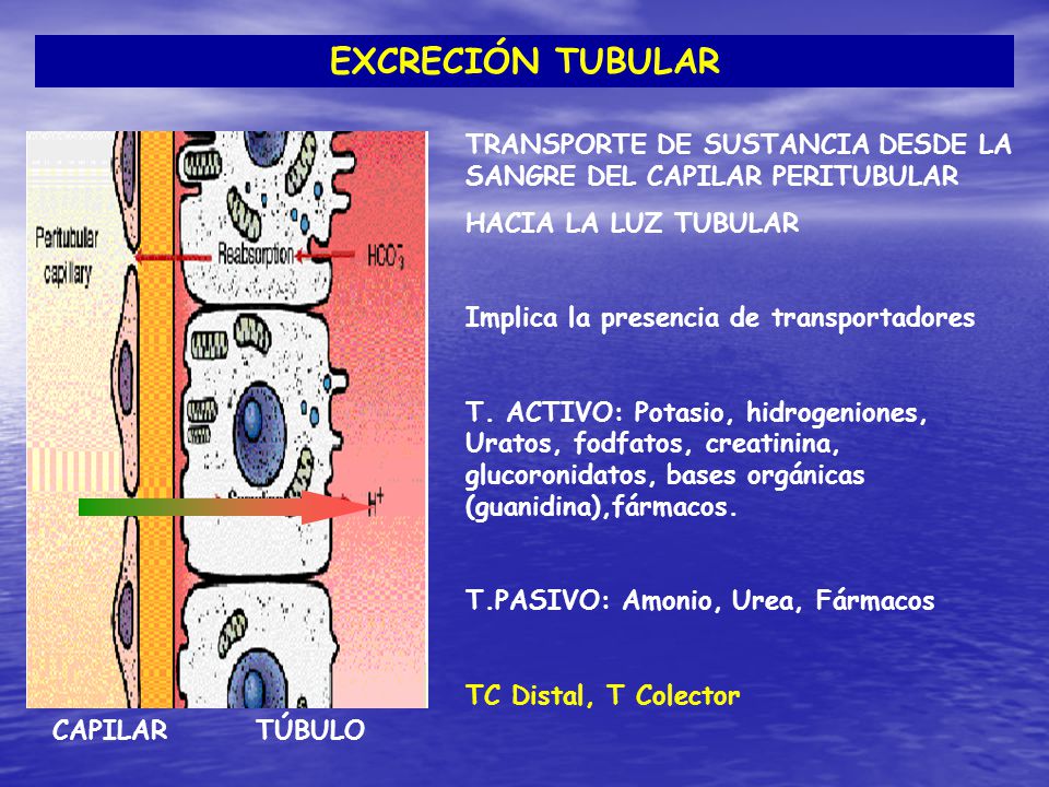 EXCRECIÓN TUBULAR TRANSPORTE DE SUSTANCIA DESDE LA SANGRE DEL CAPILAR PERITUBULAR. HACIA LA LUZ TUBULAR.